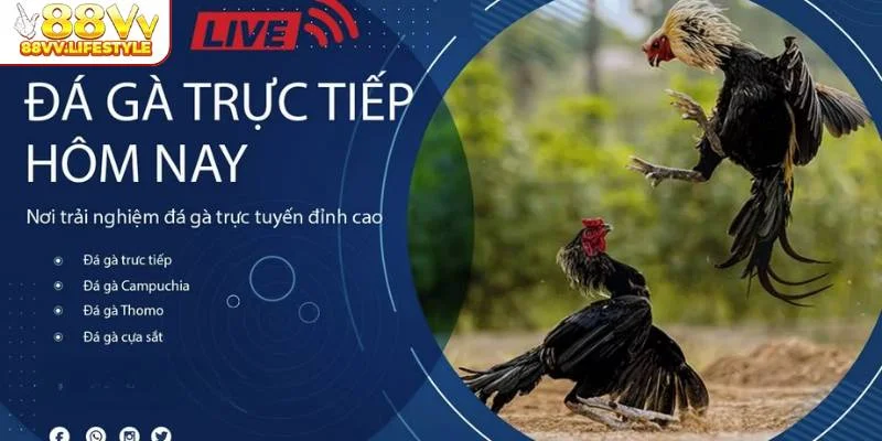 cac-loai-hinh-da-ga-truc-tiep-pho-bien-tai-88vv