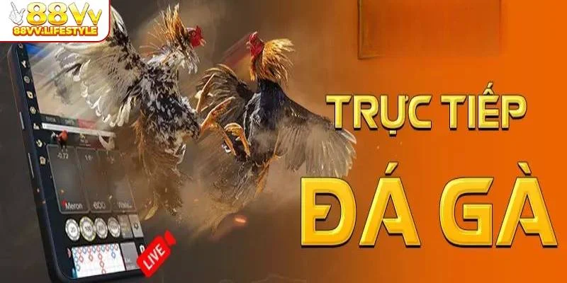 gioi-thieu-ve-live-da-ga-truc-tiep-tai-88vv